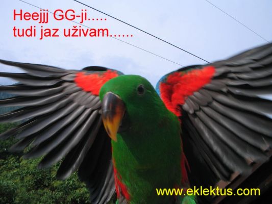 Klikni za ogled veje slike
