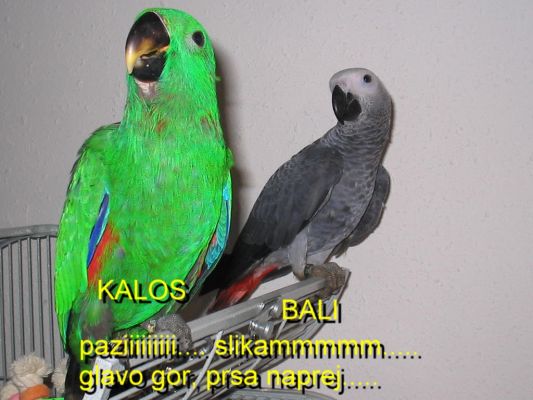 Klikni za ogled veje slike