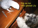 Ime datoteke: 151_5119.JPG
Velikost datoteke: 152kB
Dimenzija: 1024x768
Datum objave: Okt 07, 2005 151_5119.JPG
